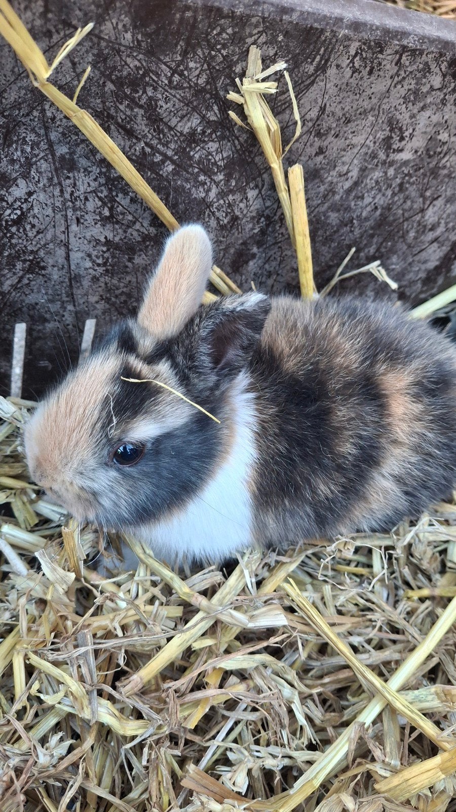 Konijn ram, Dieren en Toebehoren, Konijnen, Mannelijk, Middelgroot