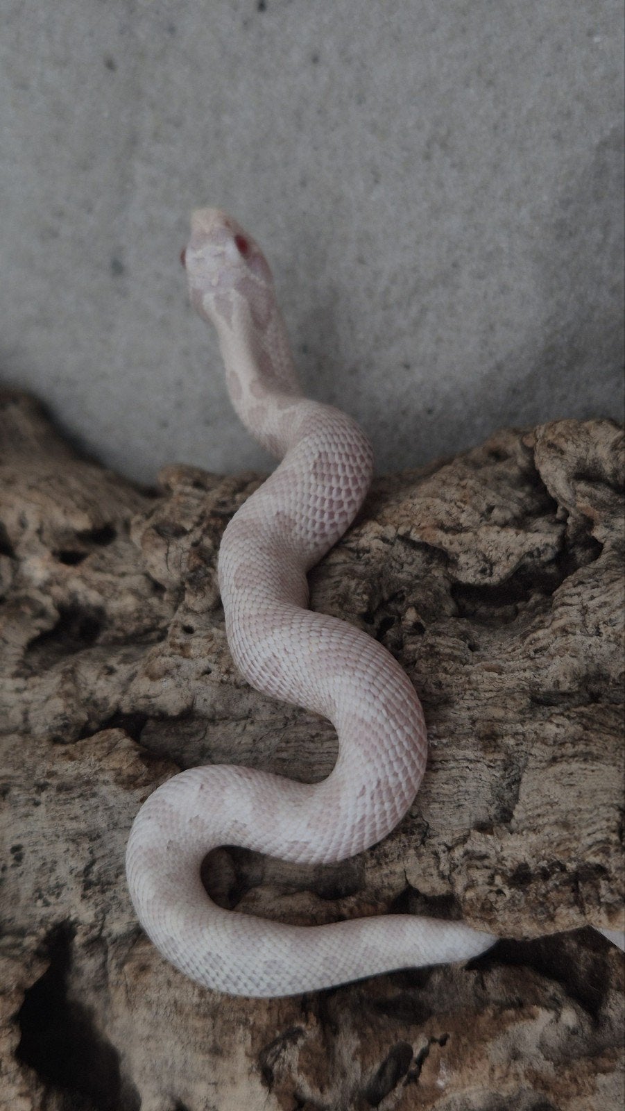 Haakneusslang Yeti (Snow conda) Hognose Snake photo 4