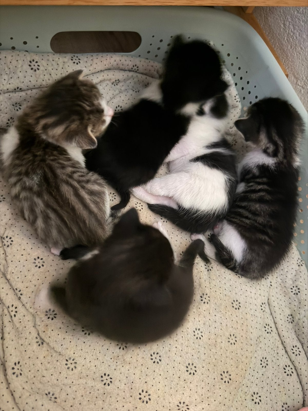 Kitten te koop, 0 tot 2 jaar