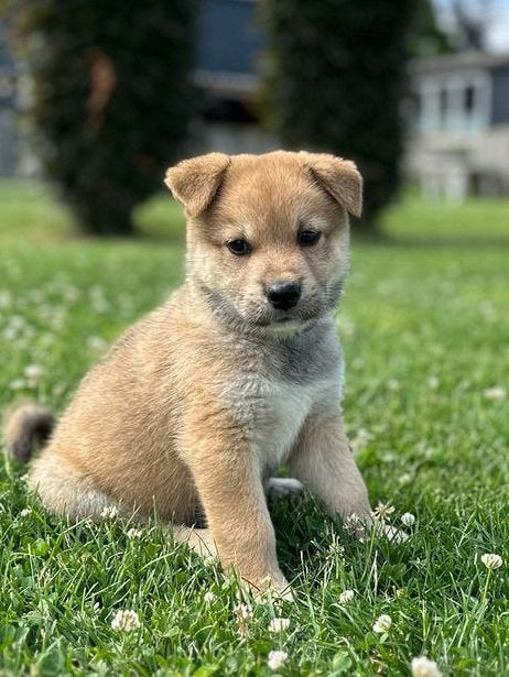 Herder x Eurasier puppy’s, Dieren en Toebehoren, Honden | Herdershonden en Veedrijvers, Parvo, 8 tot 15 weken, Meerdere, Meerdere dieren