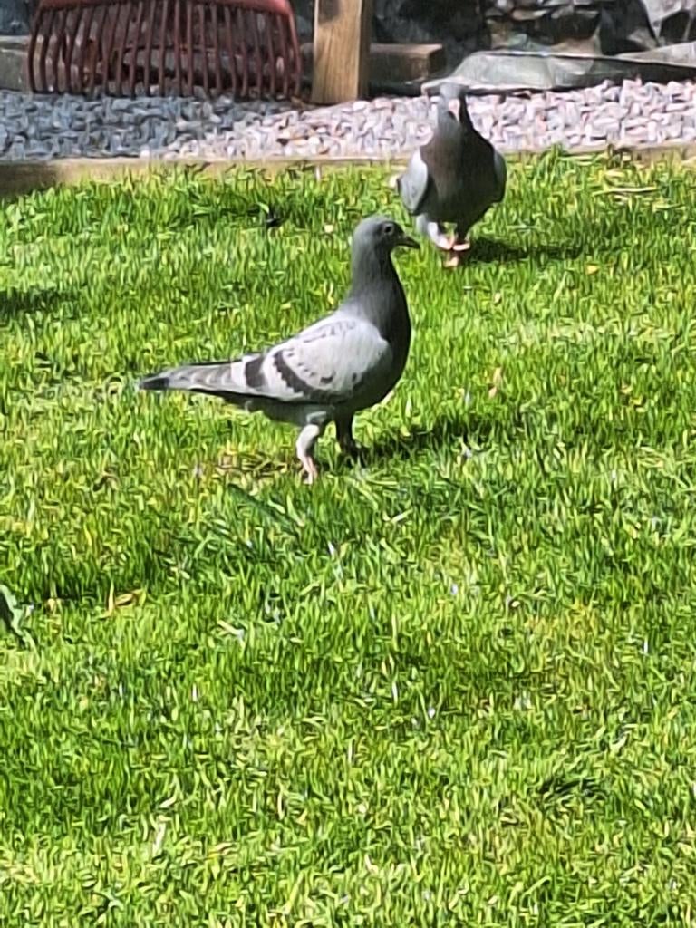 4 jonge postduiven, Meerdere dieren, Postduif