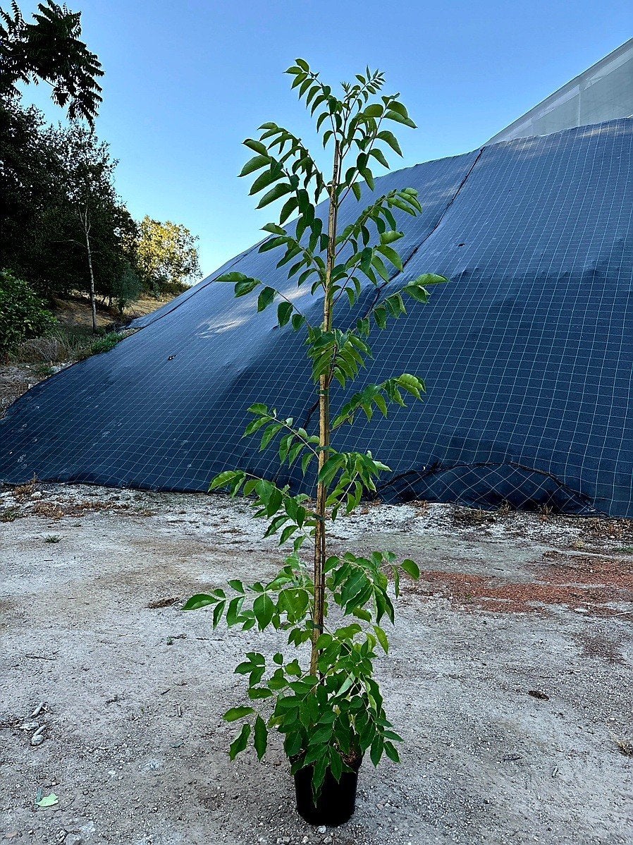 Tetradium daniellii 🌳🐝 bijenboom 🐝🌳, Ophalen, Volle zon, Overige soorten