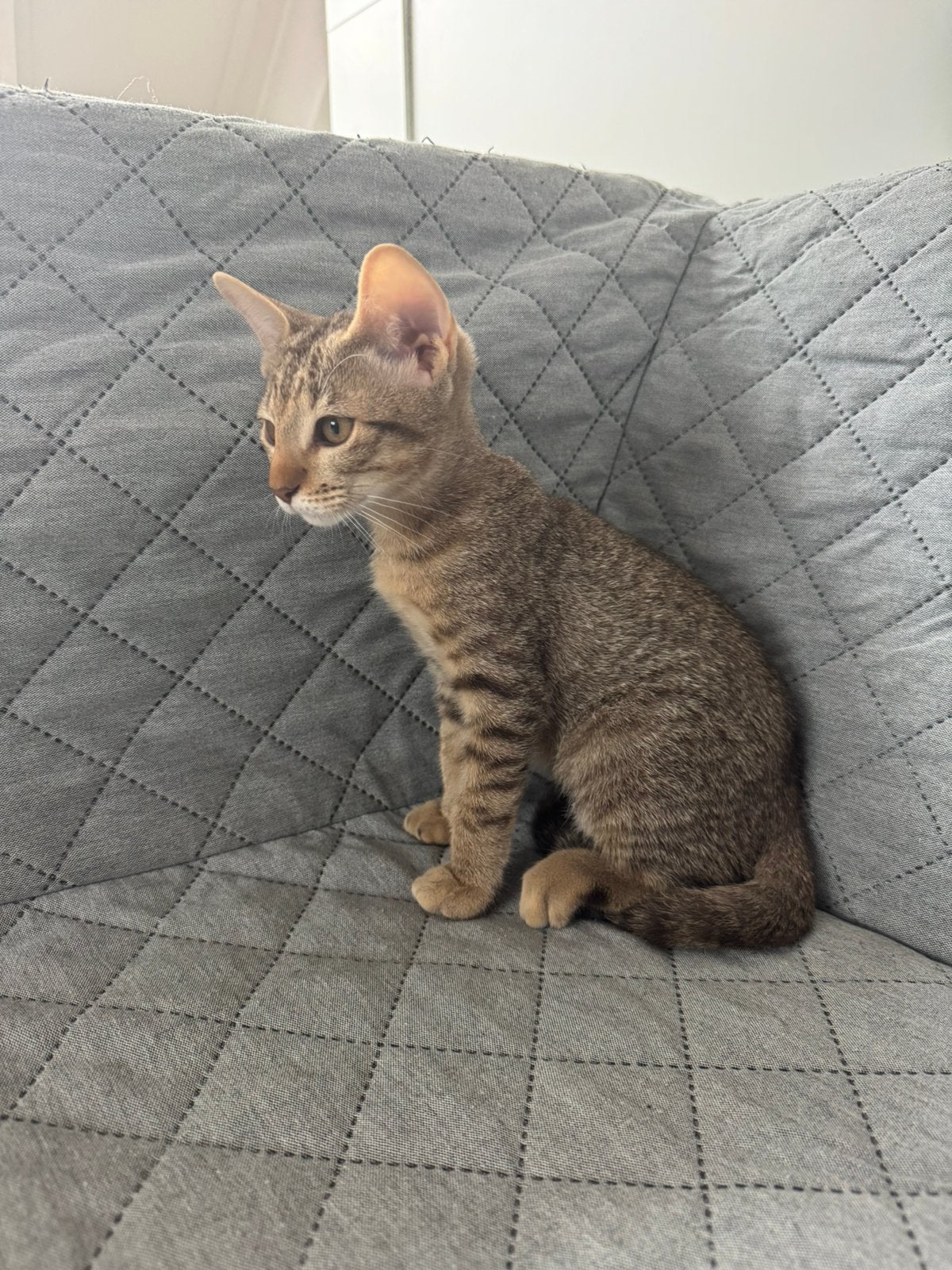 Prachtige, sociale Abessijn kittens, Meerdere dieren, Ontwormd, 0 tot 2 jaar
