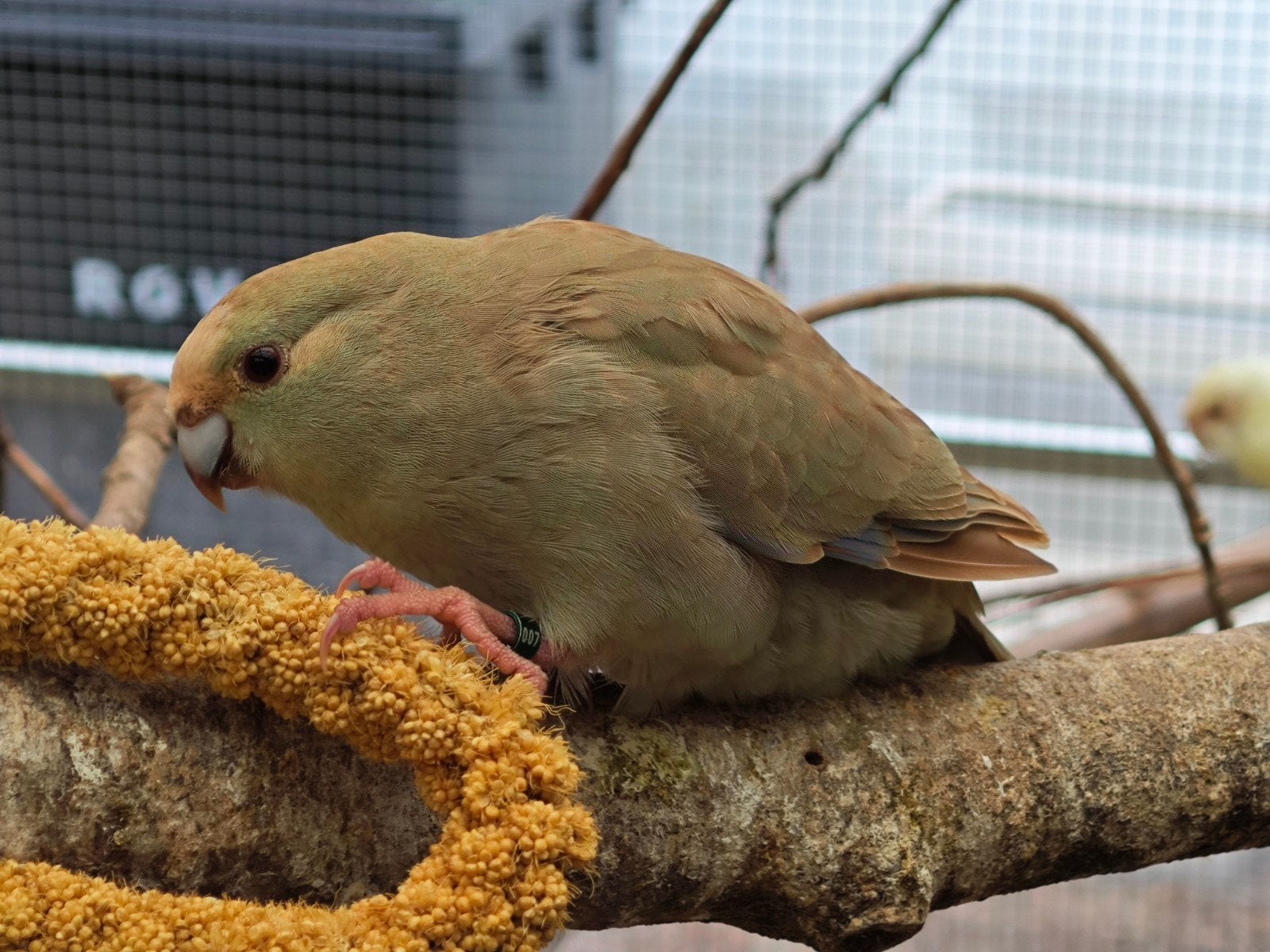 Kakarikie' s 2026 geringd., Meerdere dieren, Parkiet, Geringd