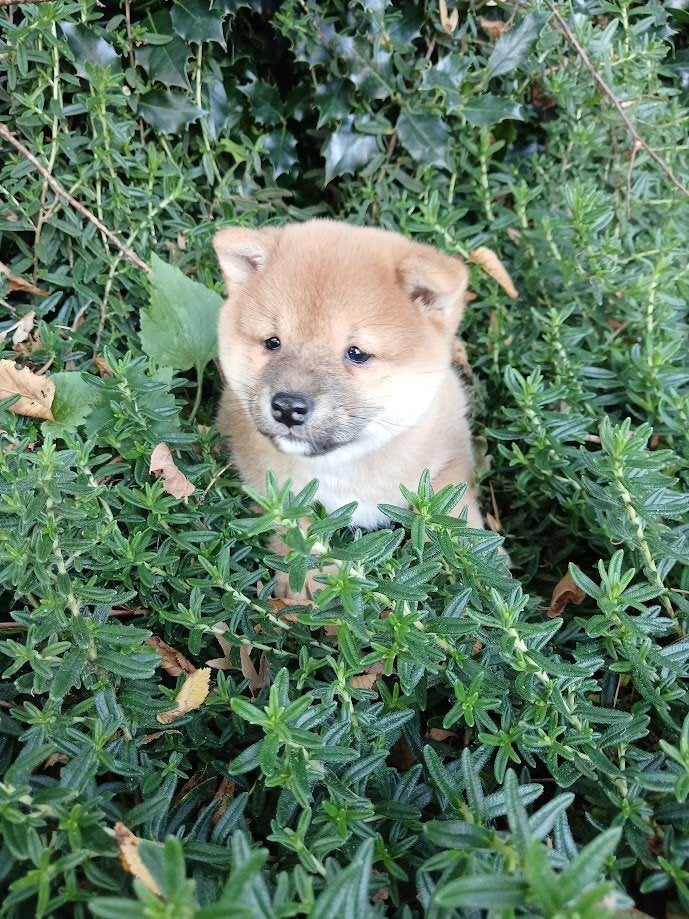 Shiba inu pups nog 1 teefje, Dieren en Toebehoren, 8 tot 15 weken, Teef, Poolhond, Eén hond