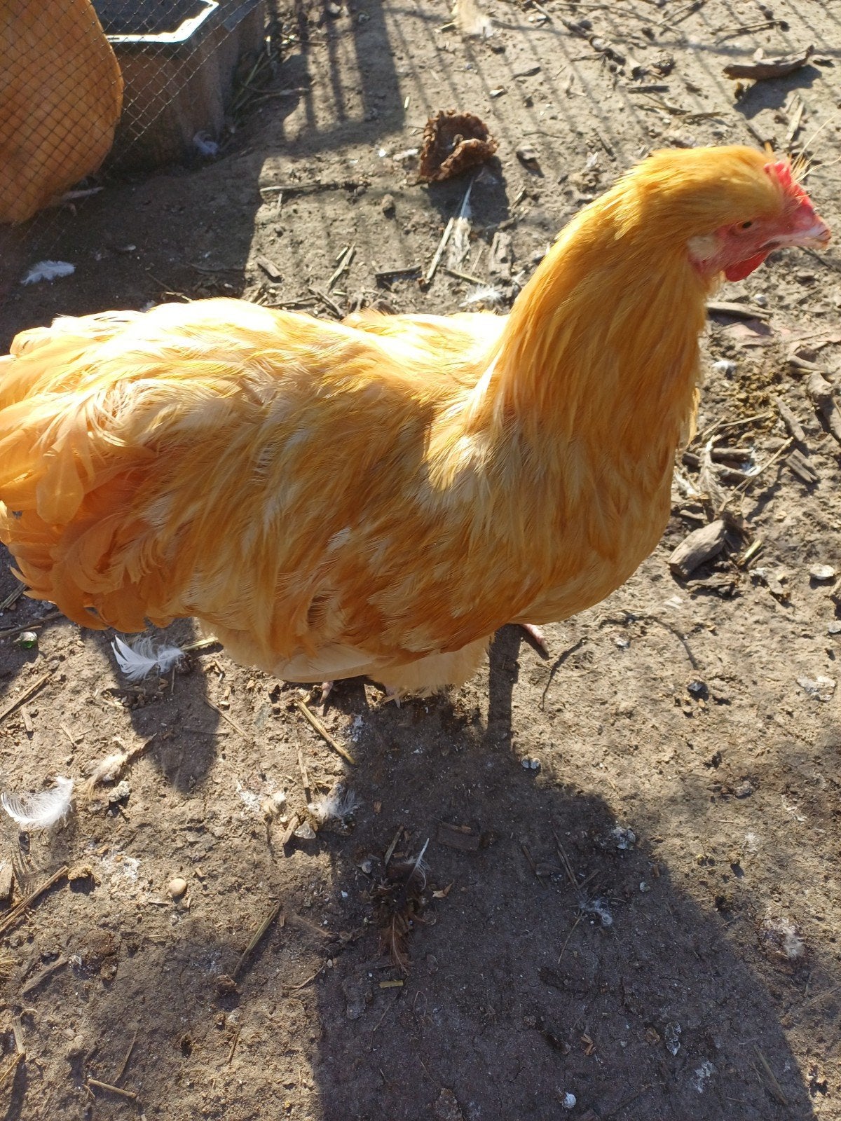 mooie orpington buff haan, Dieren en Toebehoren, Mannelijk, Kip