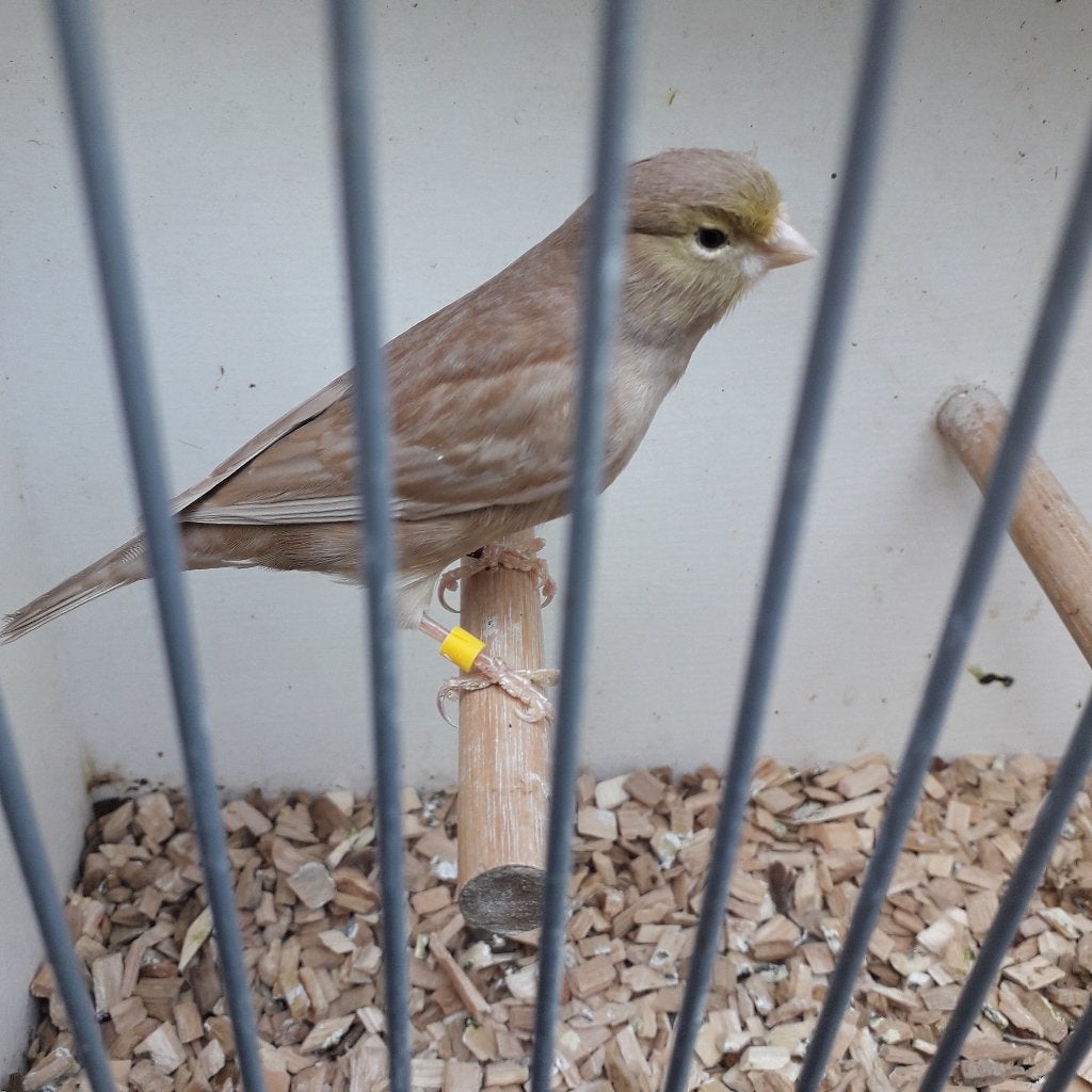 bruin pastel geel ivoor, Dieren en Toebehoren, Mannelijk, Kleurkanarie