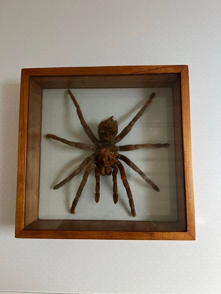 Tarantula in lijst, Spin of Schorpioen