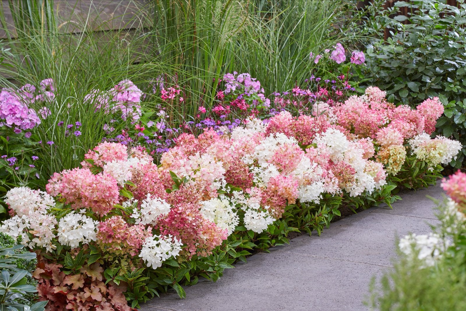 Hortensia Groundbreaker Blush en Greeny in 19 cm pot, Tuin en Terras, Ophalen, Vaste plant, Overige soorten, Halfschaduw