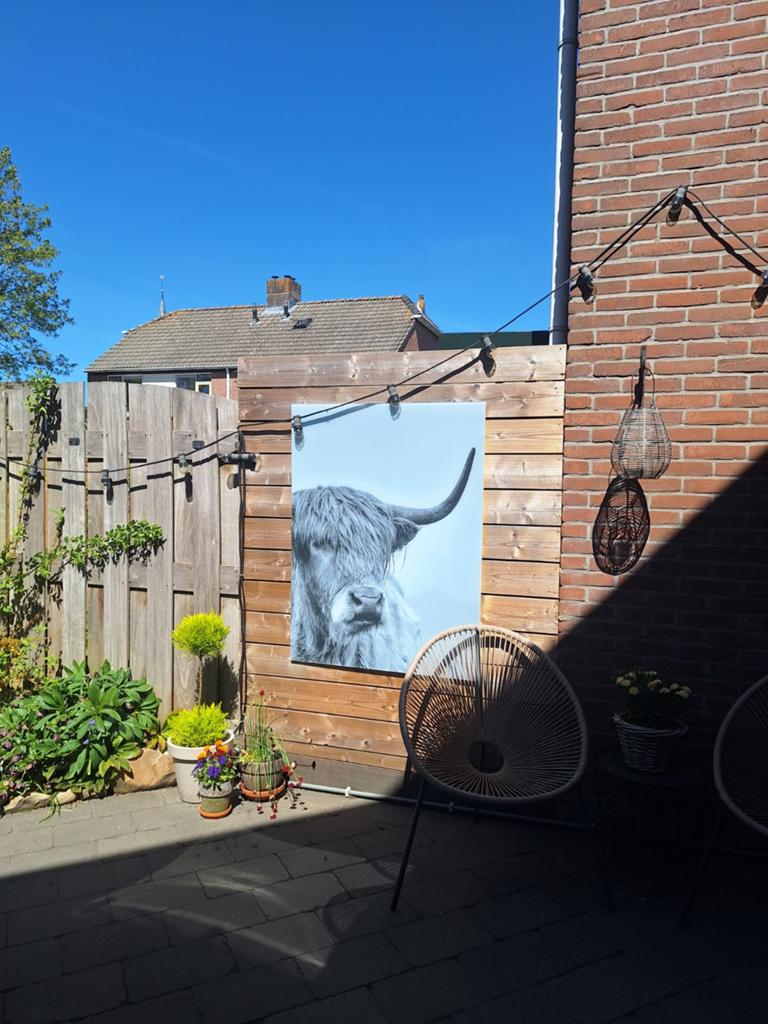 Foto op Plexiglas - Schotse Hooglander - 90x120cm, Huis en Inrichting, Woonaccessoires | Schilderijen, Tekeningen en Foto's, Ophalen