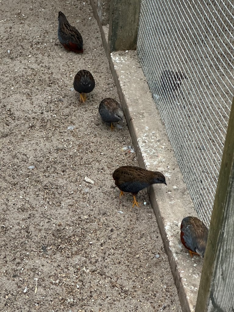 Chinese dwergkwartels hennen hanen, Dieren en Toebehoren, Vogels | Overige Vogels, Meerdere dieren
