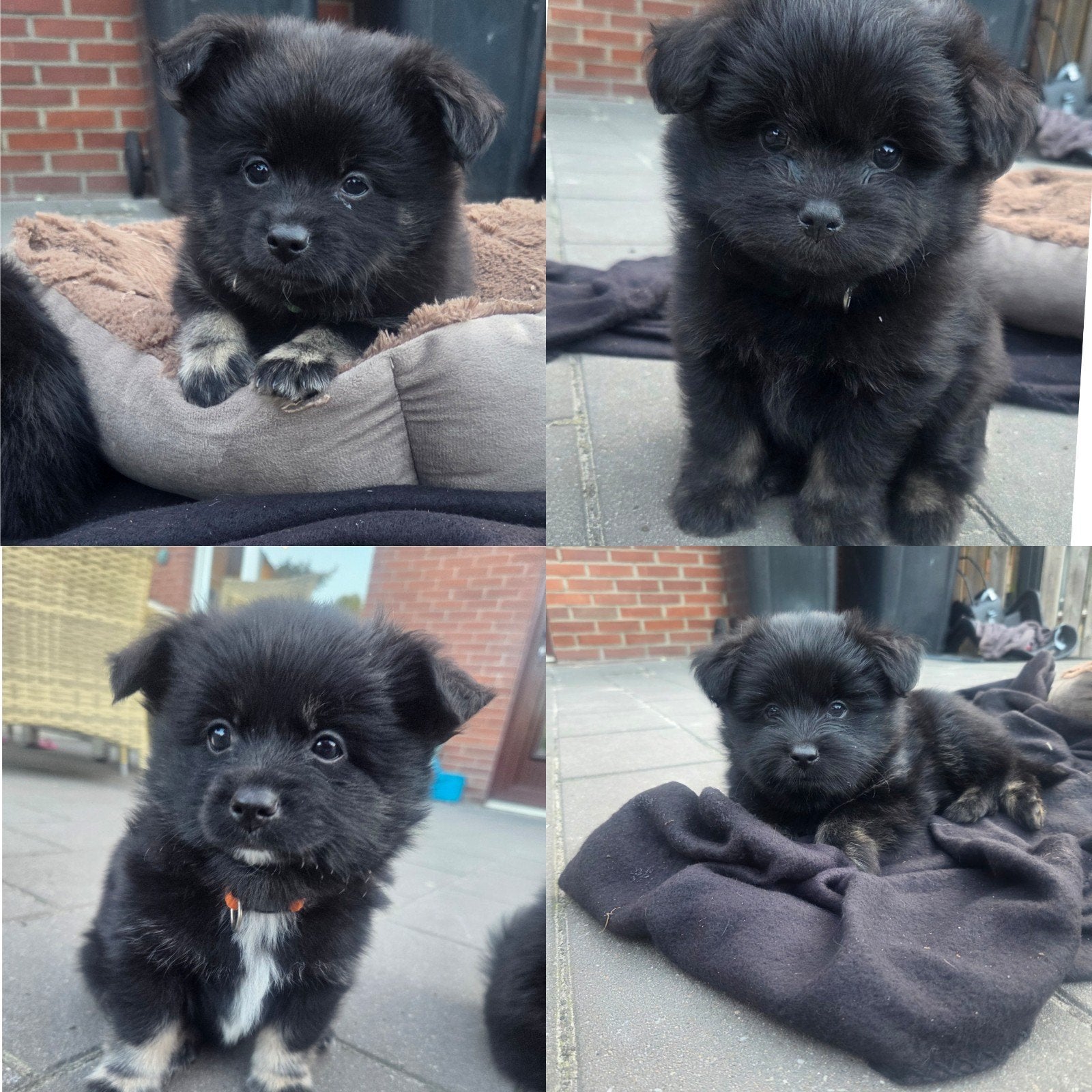 4 knappe pomeriaan boomer pups reutjes, Dieren en Toebehoren, 8 tot 15 weken, Eén hond, Nederland, Particulier