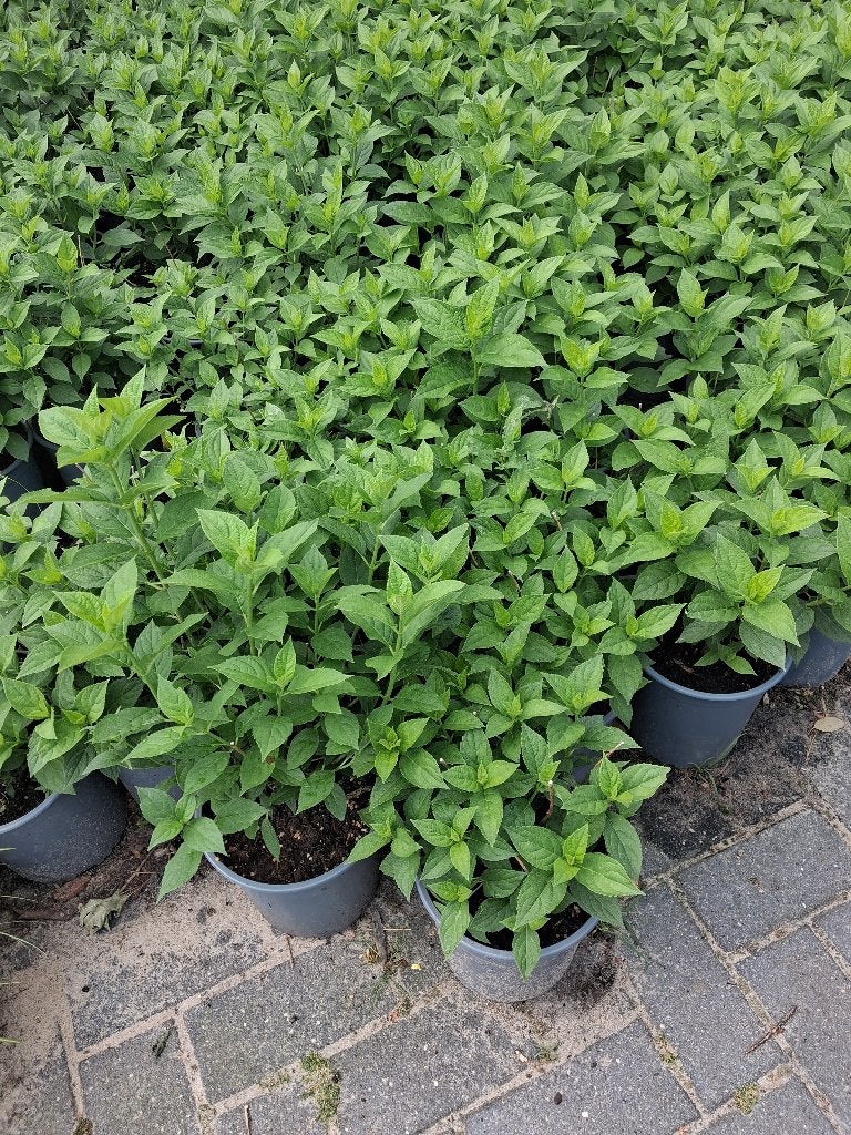 Hydrangea 'Limelight' ACTIE! €5,50, Overige soorten, Vaste plant, Ophalen of Verzenden, Halfschaduw