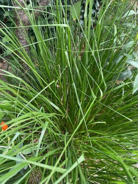 lampenpoetsersgras, Tuin en Terras, Ophalen, Volle zon, Vaste plant, Siergrassen