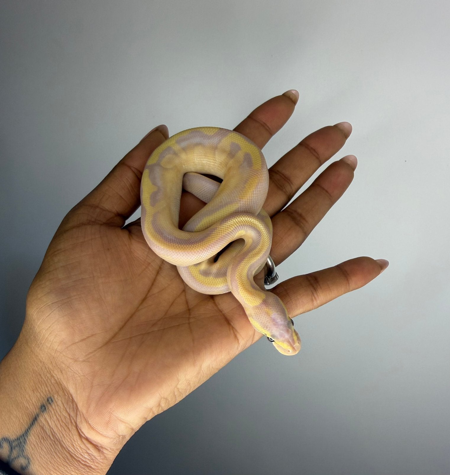 1.0 Banana Calico GHI Fire Pastel 100% het ghost NK26 Ball Python photo 2