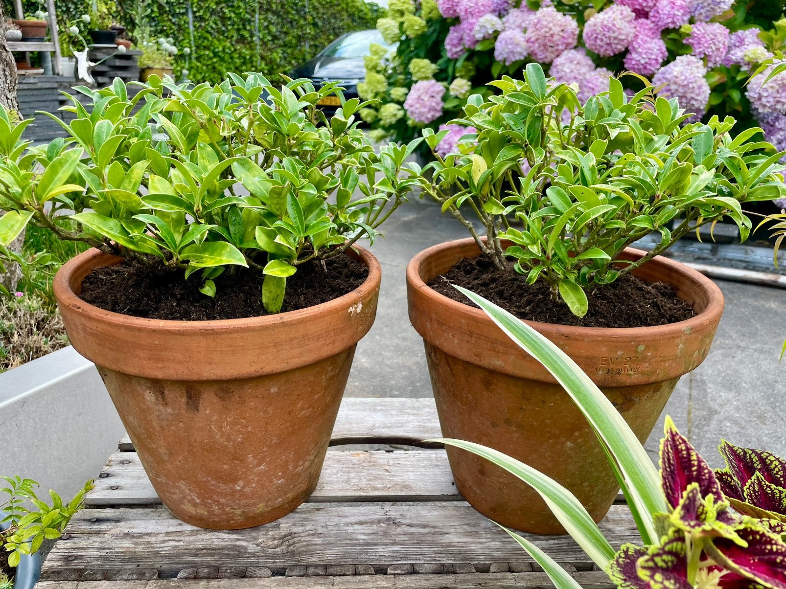 2 terra potten met een winterharde skimmia, Ophalen, Steen, Gebruikt, Minder dan 30 cm