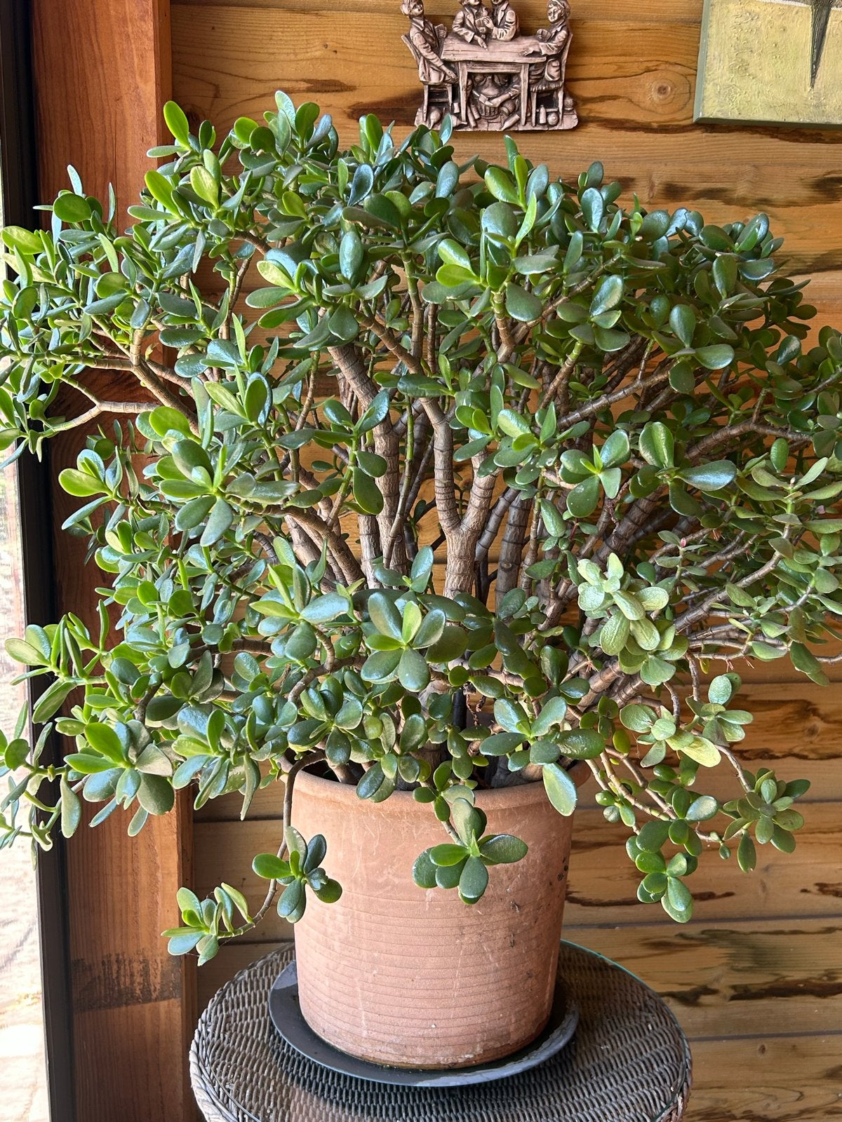 Grote Crassula Ovata (Jadeplant of guldenplant), Tuin en Terras, Planten | Tuinplanten, Volle zon, Vaste plant, Bloeit niet, Ophalen