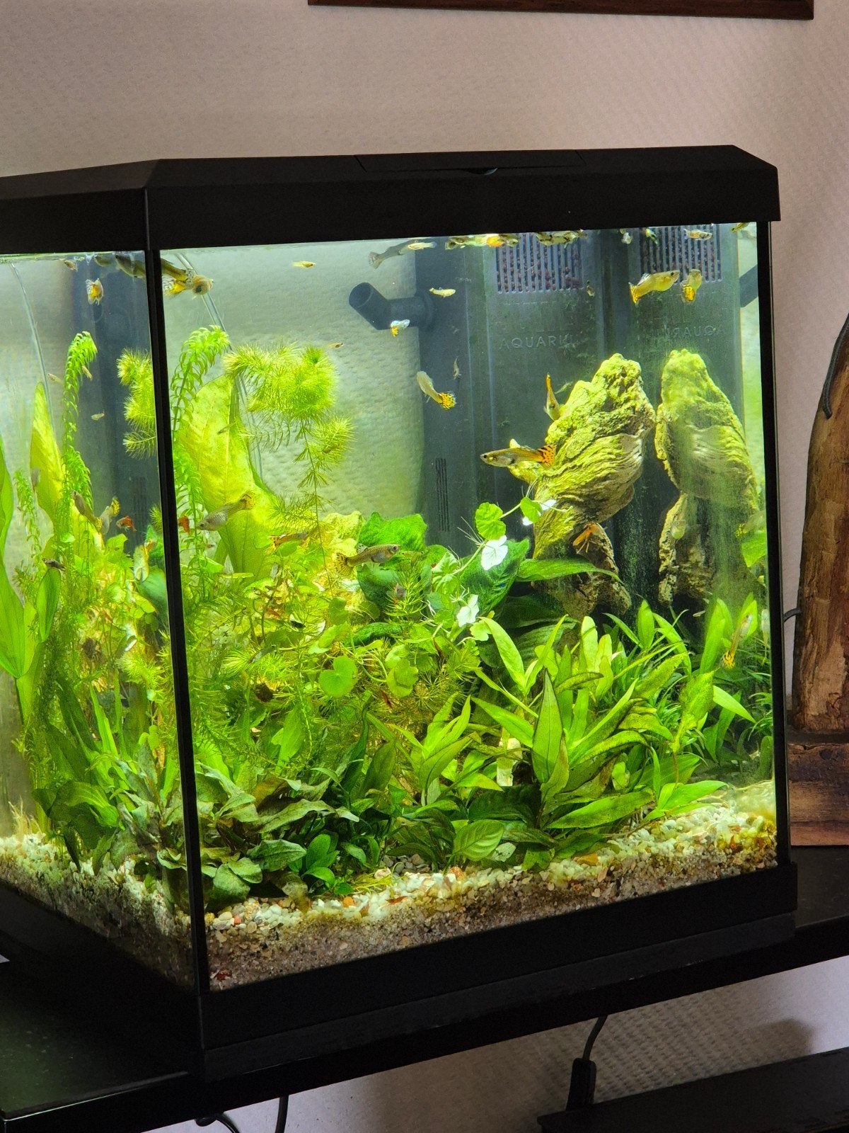 vandaag €75: Juwel Vio Cube 54, aquarium +Inhoud +Acc., Ophalen, Gevuld zoetwateraquarium, Zo goed als nieuw, Inclusief deksel