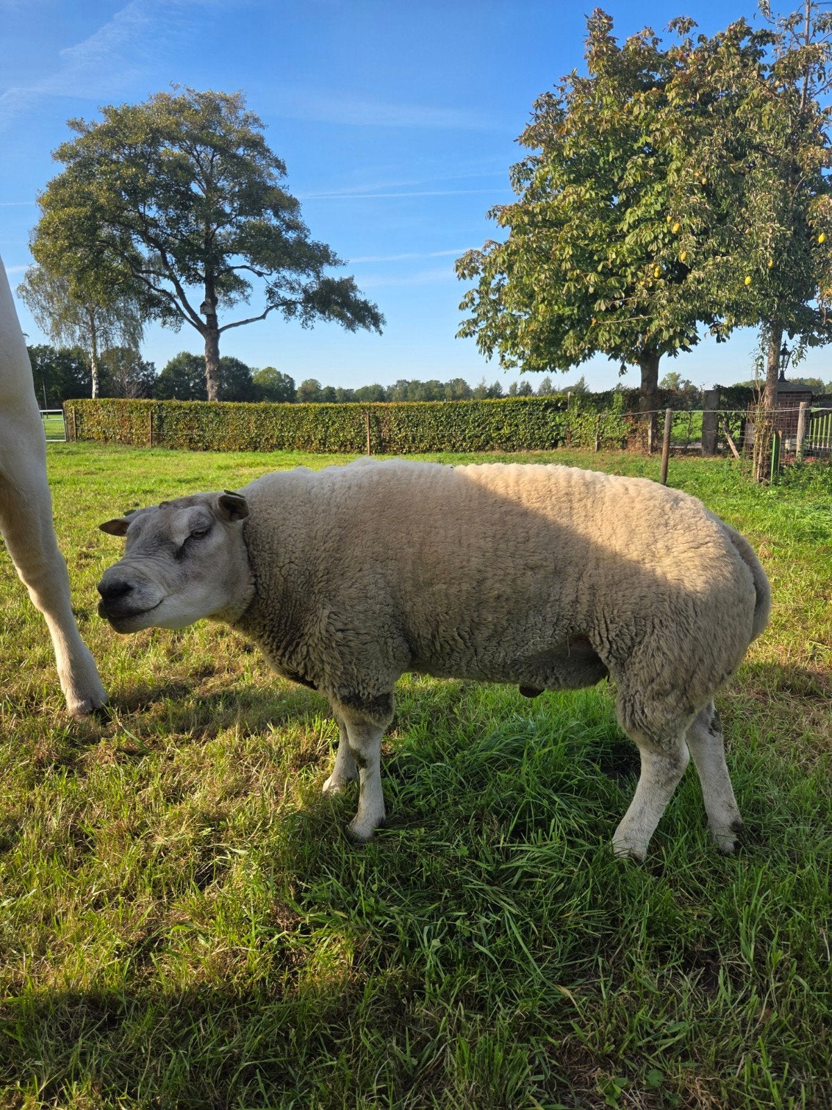 Texelaar Dekram, Dieren en Toebehoren, Mannelijk, Schaap, 3 tot 5 jaar
