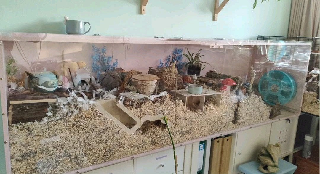 SUPER GROOT! Hamster hok incl. spullen, Dieren en Toebehoren, Knaagdieren en Konijnen | Hokken en Kooien, Ophalen, 110 cm of meer