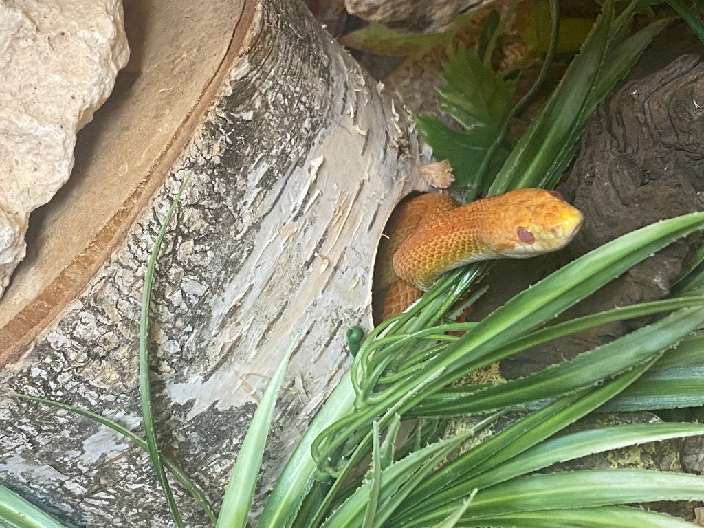 rattenslangen Rat Snake photo 3