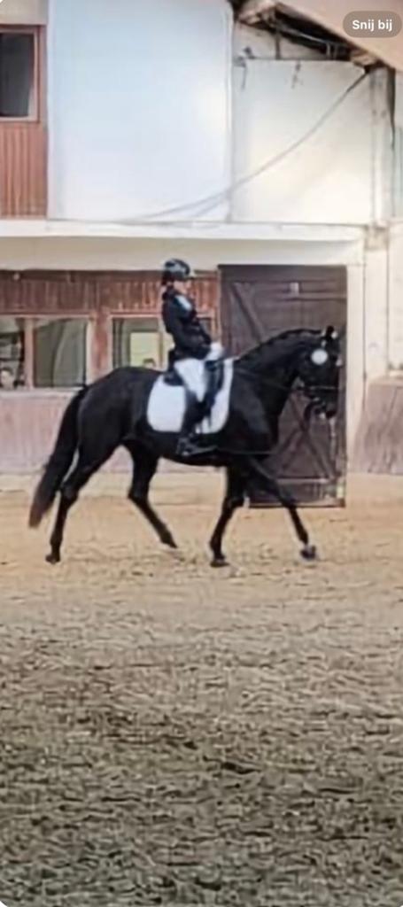 Bijrijder verzorger gezocht, Merrie, Niet van toepassing, Dressuurpaard, 160 tot 165 cm