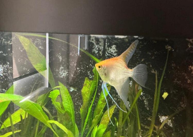 Aquariumvissen zoetwater Maanvis Harnasmeerval etc., Dieren en Toebehoren, Vissen | Aquariumvissen, Vis