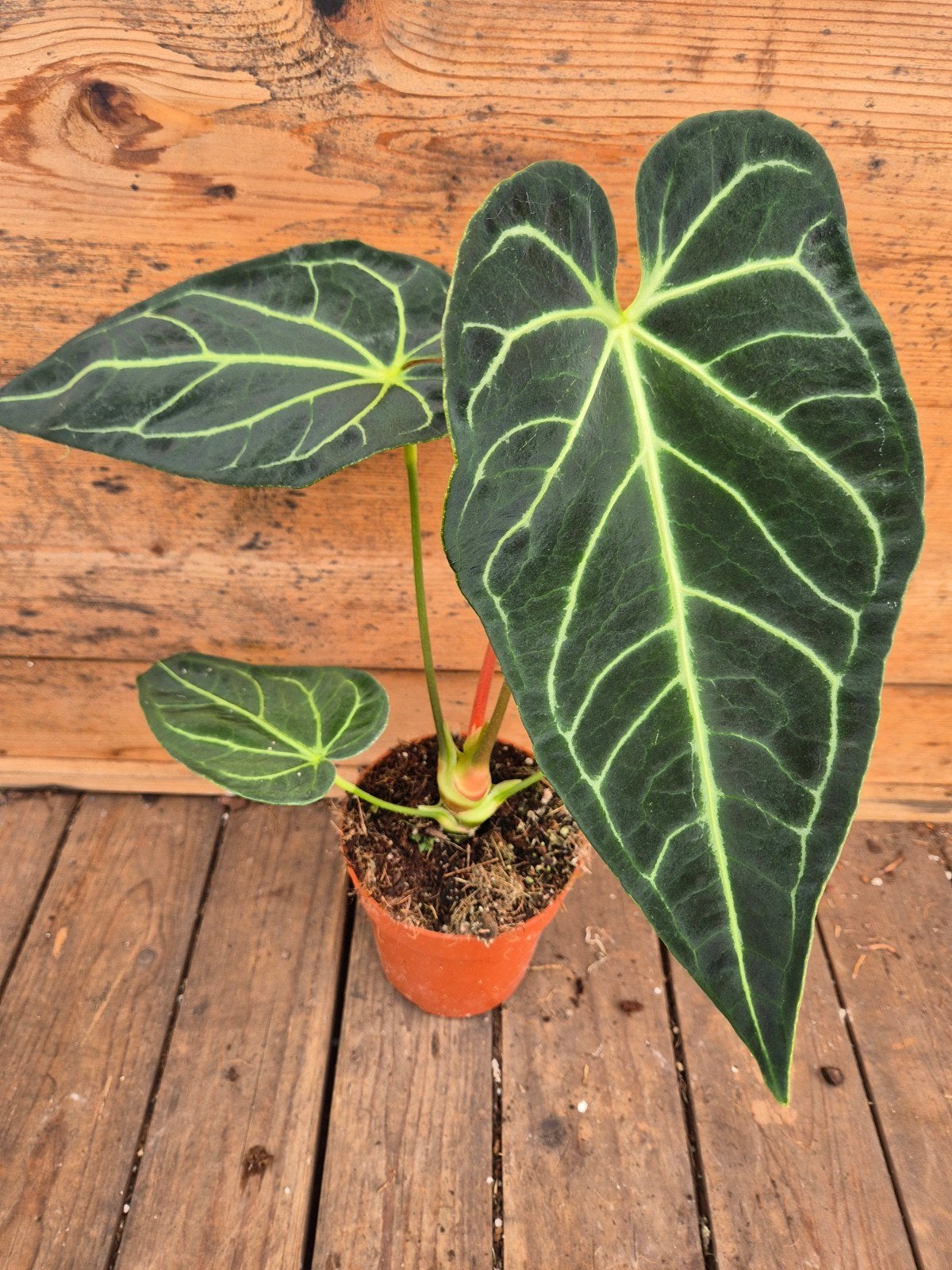 Anthurium Regale p12 (1), Huis en Inrichting, Ophalen of Verzenden, Halfschaduw, Minder dan 100 cm