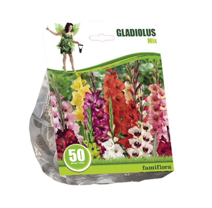 50 stuks Famiflora gladiolen 'Gladiolus' - Gemengd - Najaar, Ophalen of Verzenden, Volle zon