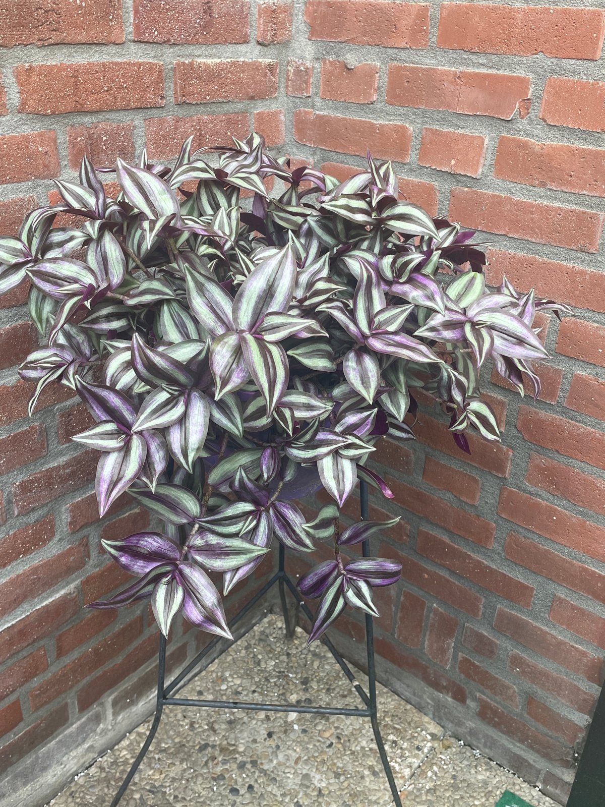 Tradescantia Zebrina - Prachtige hangplant met paarse blader, Huis en Inrichting, Ophalen, Overige soorten, Halfschaduw, In pot