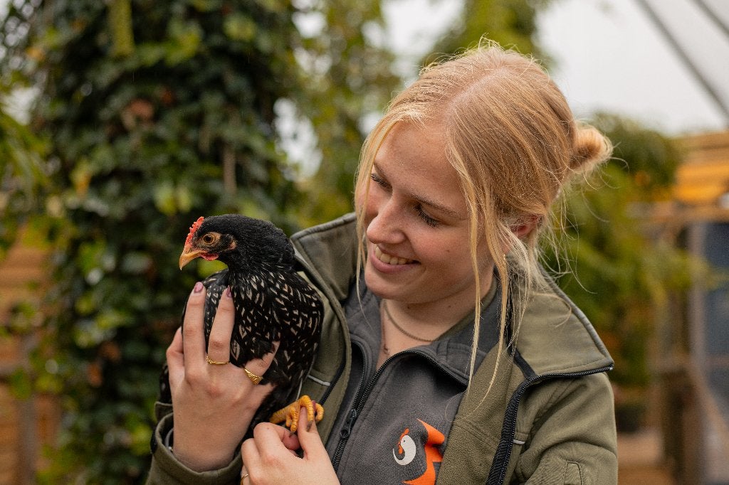 Barnevelder krielen | Jonge kippen | Passend advies, Dieren en Toebehoren, Meerdere dieren, Kip