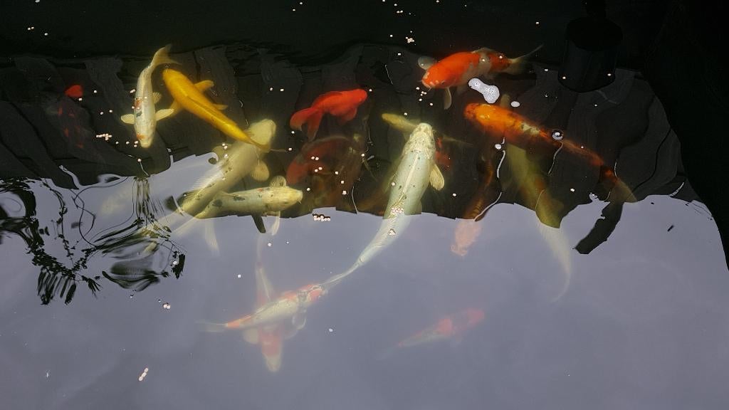 Koi Karper Vijver Compleet, Tuin en Terras, Vijvers, Ophalen, Gebruikt
