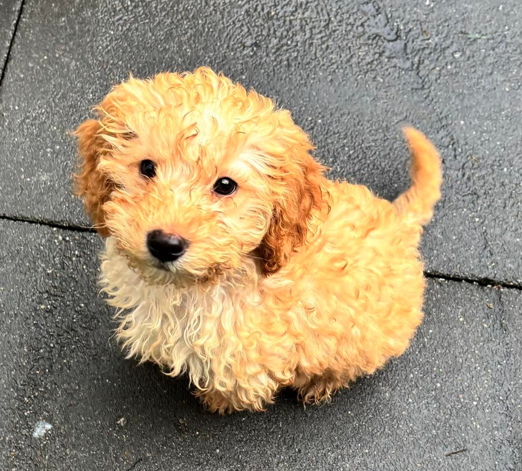 Lief thuis gezocht voor onze Labradoodle pup, Dieren en Toebehoren, Honden | Retrievers, Spaniëls en Waterhonden, 8 tot 15 weken