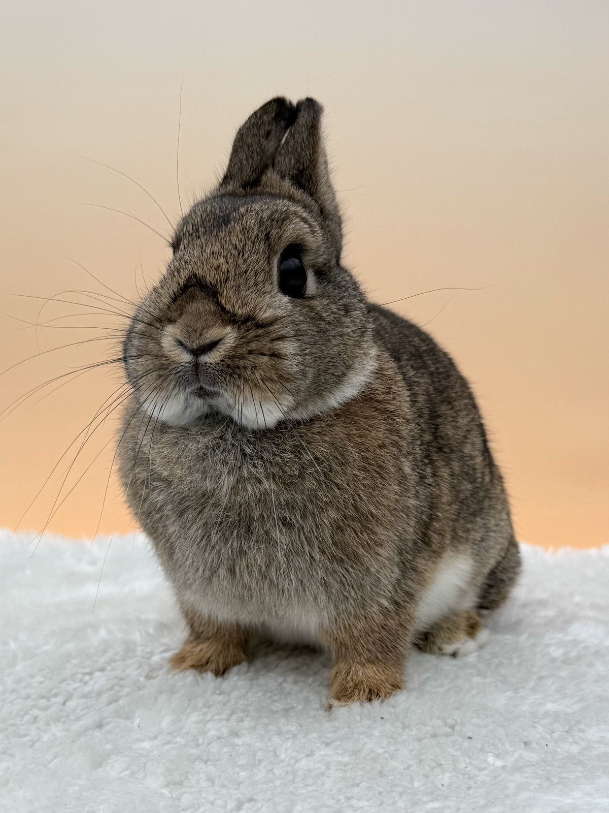 Zeer knappe kleurdwerg voedster, Dieren en Toebehoren, Vrouwelijk, Dwerg