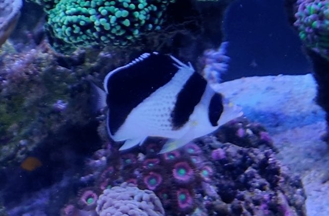 Chaetodon Burgessi, Vis, Zoutwatervis