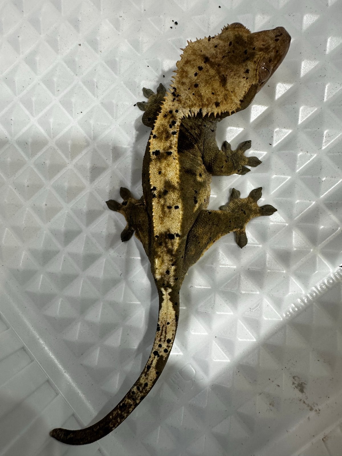 Wimpergekko's Crested Gecko photo 4