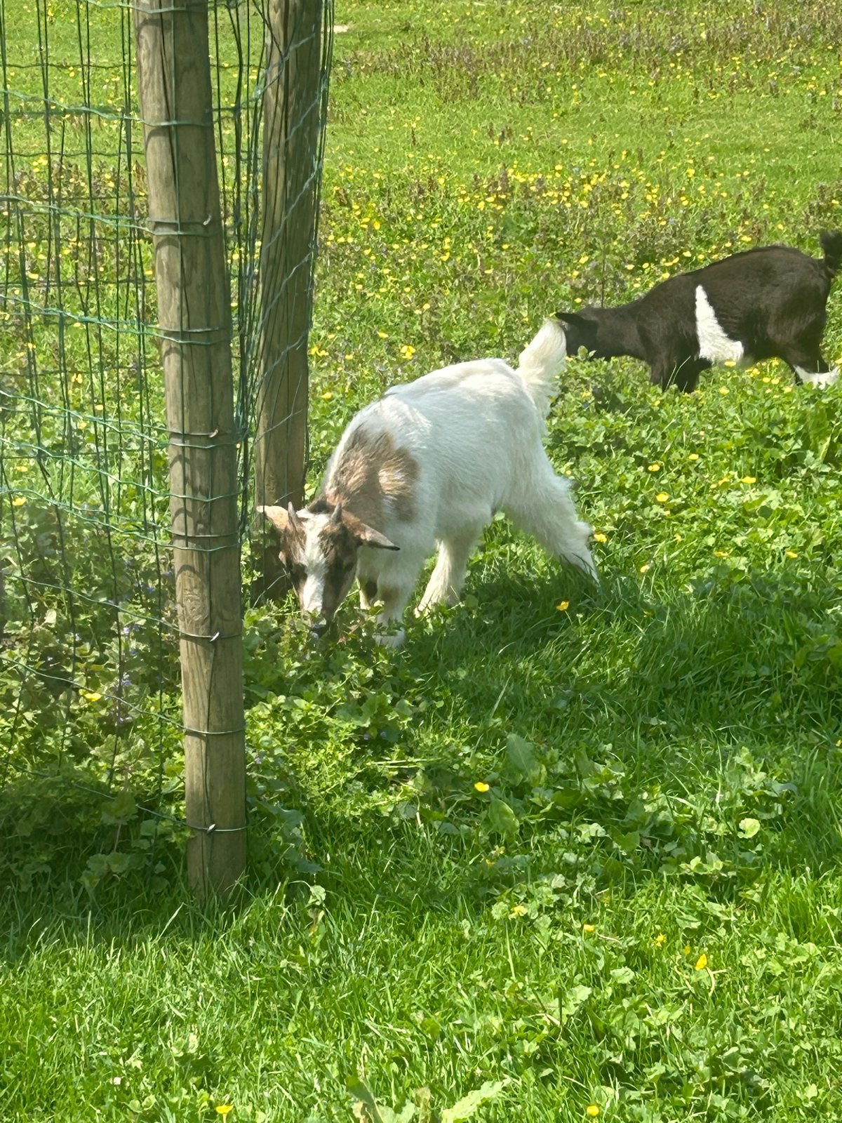 Dwerggeit bokje, Dieren en Toebehoren, Schapen, Geiten en Varkens, Mannelijk, Geit, 0 tot 2 jaar