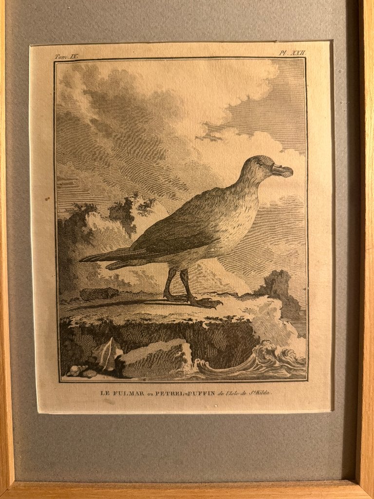 Kopergravure, Antiek en Kunst, Gravure, Flora en Fauna, 21 cm, 1700 - 1799