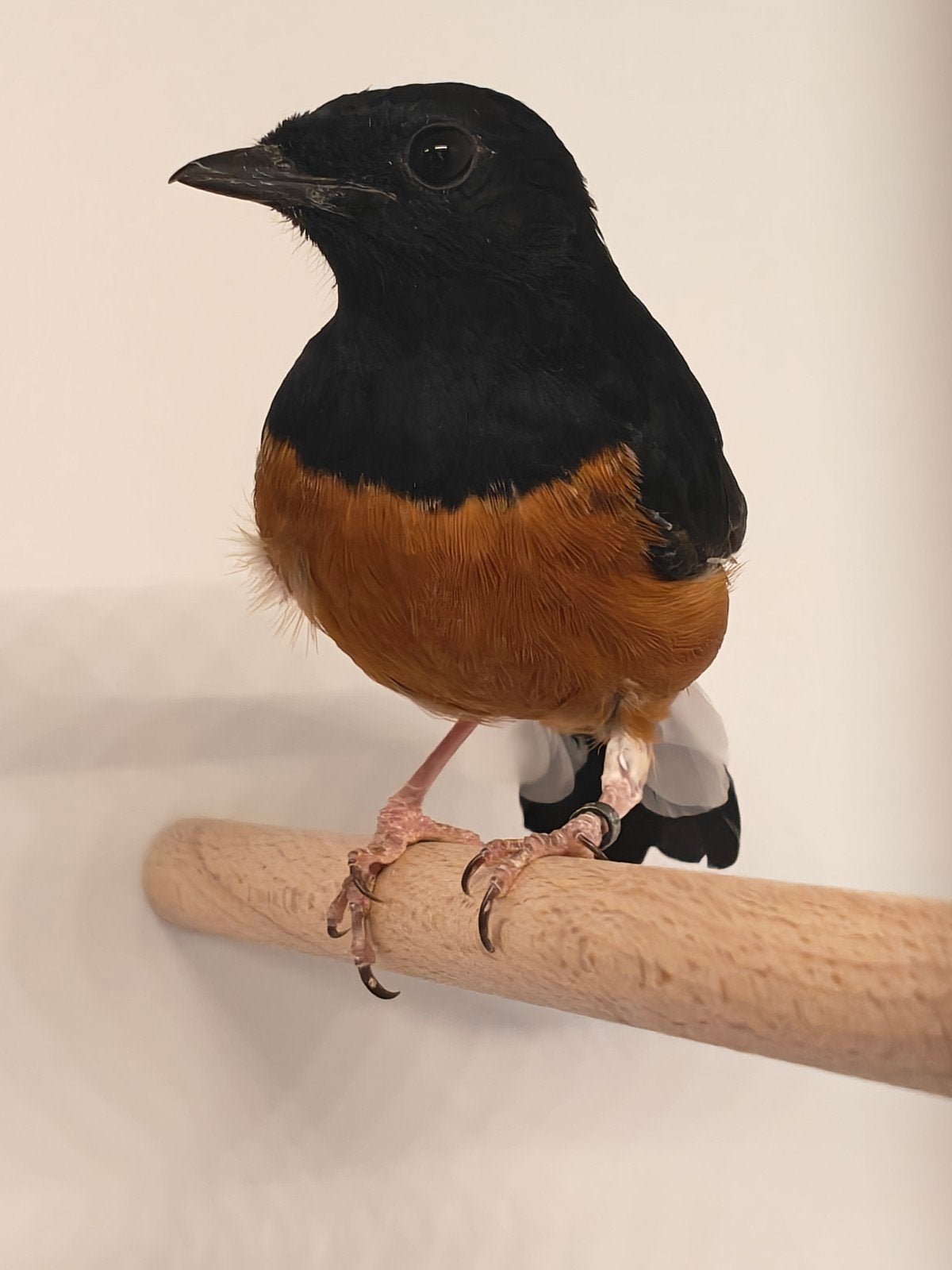 Te koop mooie schamalijster, Dieren en Toebehoren, Mannelijk, Geringd