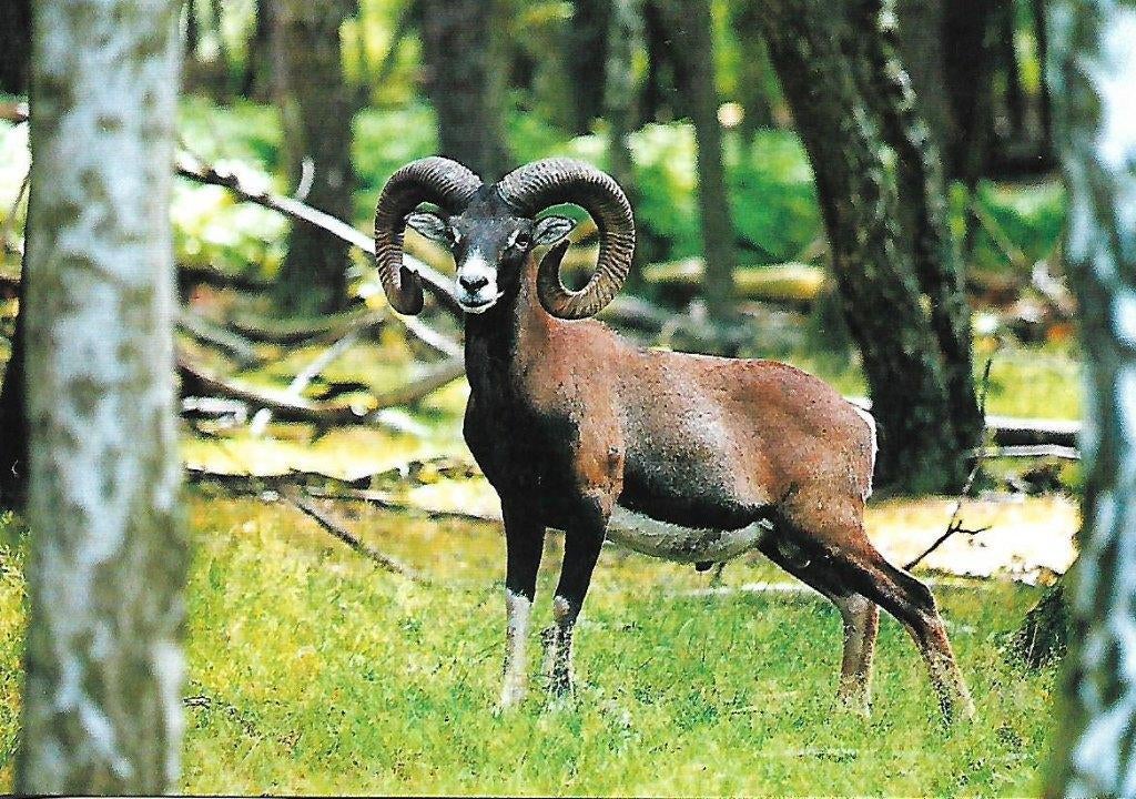 Steenbok., Verzenden, 1980 tot heden, Wild dier
