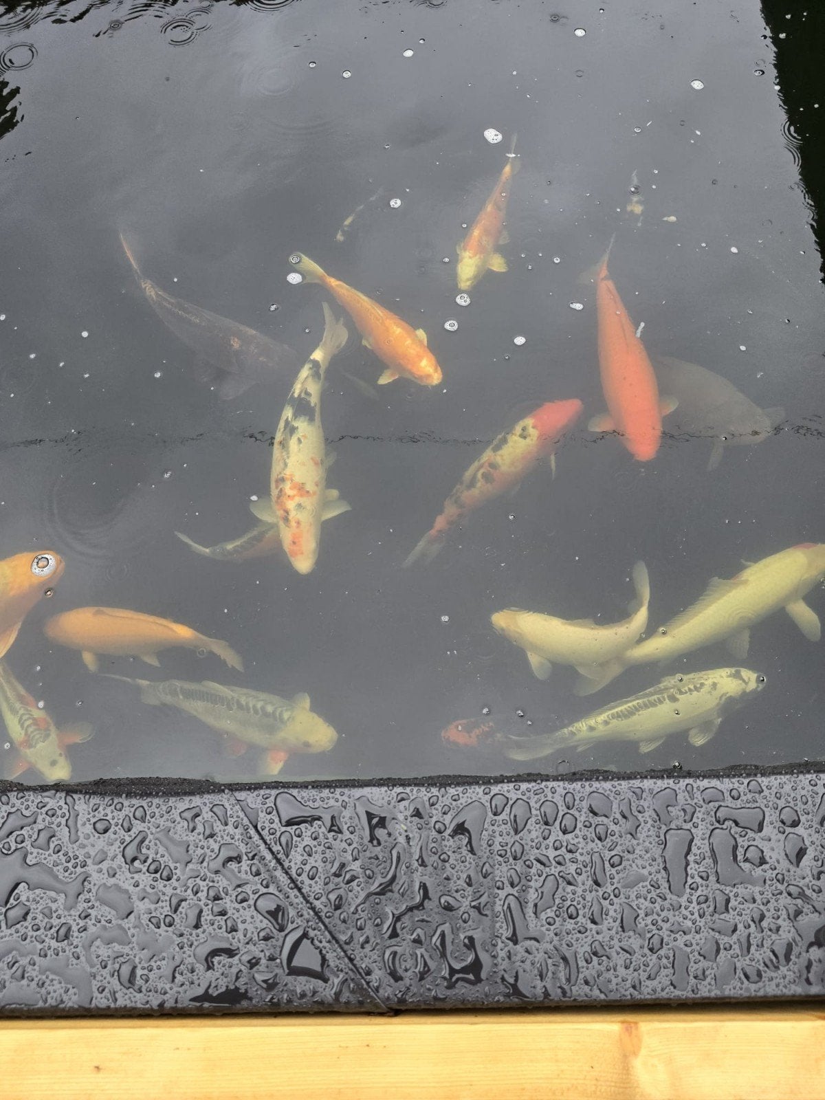 Diverse (grote) koi te koop, Karper of Koi