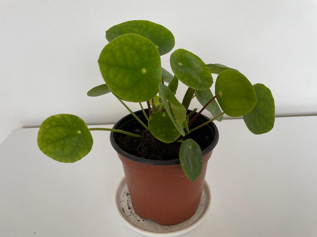 Pannenkoekenplant - kamerplant, Ophalen, Overige soorten, Halfschaduw, In pot
