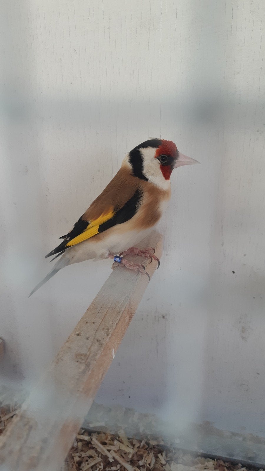 man putter, Dieren en Toebehoren, Vogels | Overige Vogels, Mannelijk, Wildzangvogel, Geringd