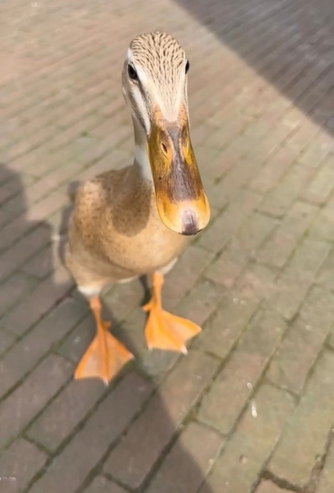 Indische loopeend (vrouwtje), Vrouwelijk, Eend