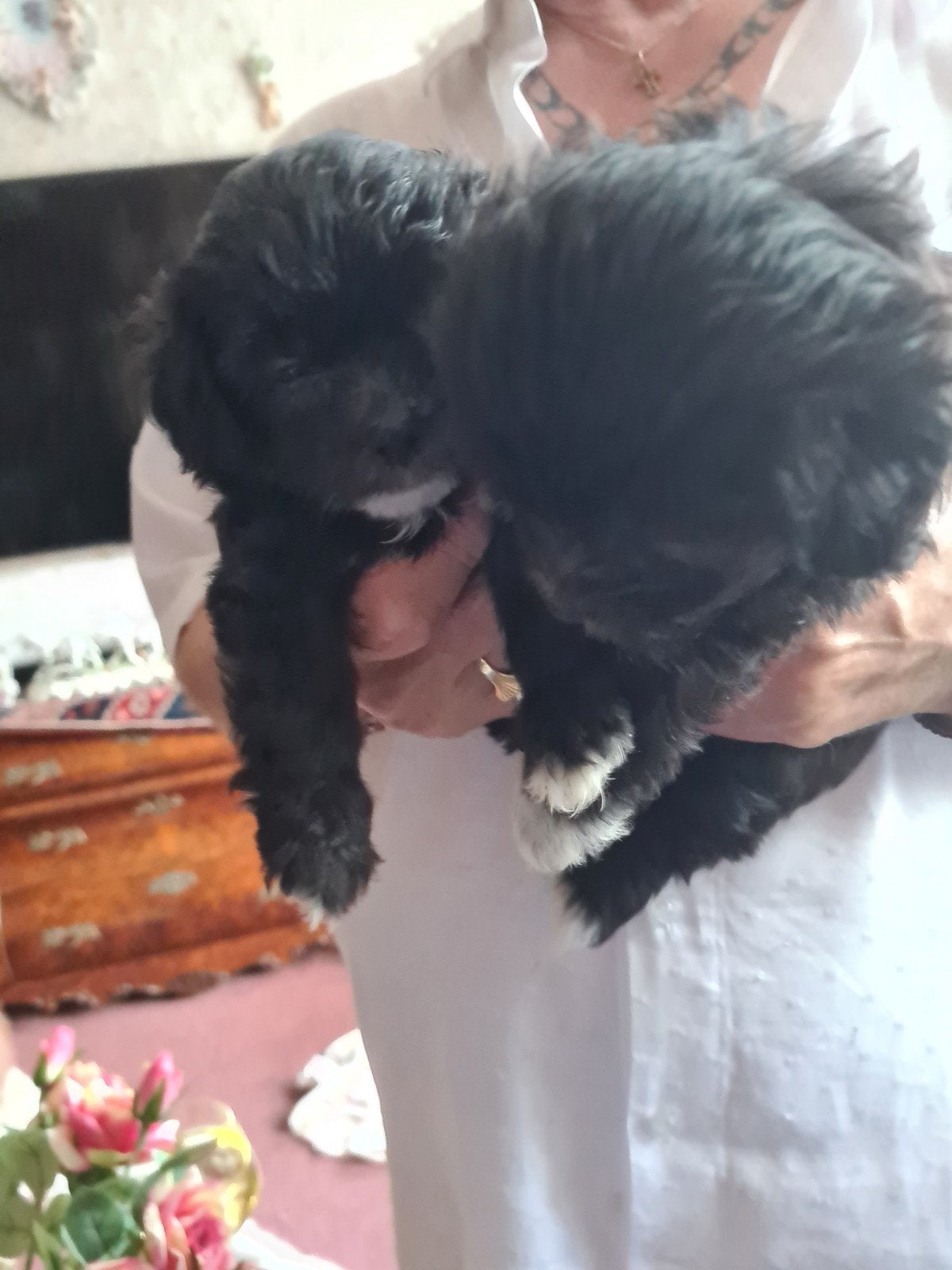 Nog 2 Boomer / Maltipo, Dieren en Toebehoren, Overige rassen, 8 tot 15 weken, Teef, Eén hond