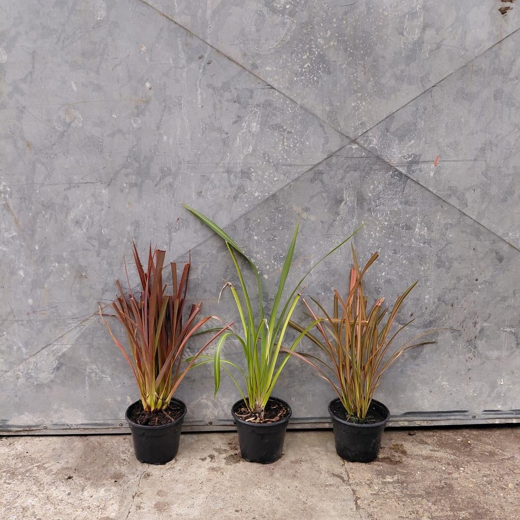 Phormium 'Bronze baby' 'Yellow wave' 'Flamingo', Ophalen of Verzenden, Eenjarig, Overige soorten, Volle zon