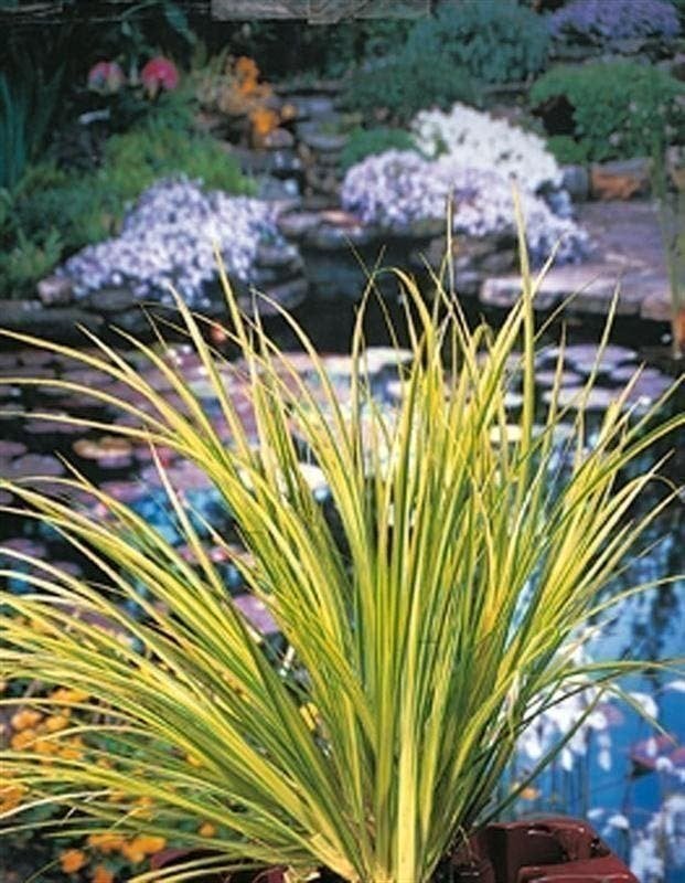vijverplant, de grootste keus VIJVERPLANTEN., Volle zon, Vaste plant, Zomer, Ophalen