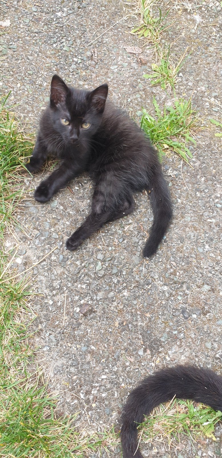 Kittens 8 weken oud mogen per direct naar hun forever home, Dieren en Toebehoren, Meerdere dieren, Kortharig, 0 tot 2 jaar