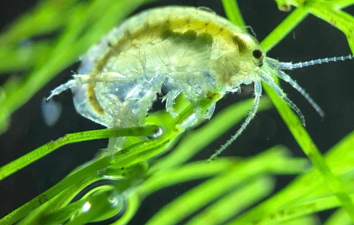Hyalella azteca – Startkolonie, Overige typen, Zoetwatervis