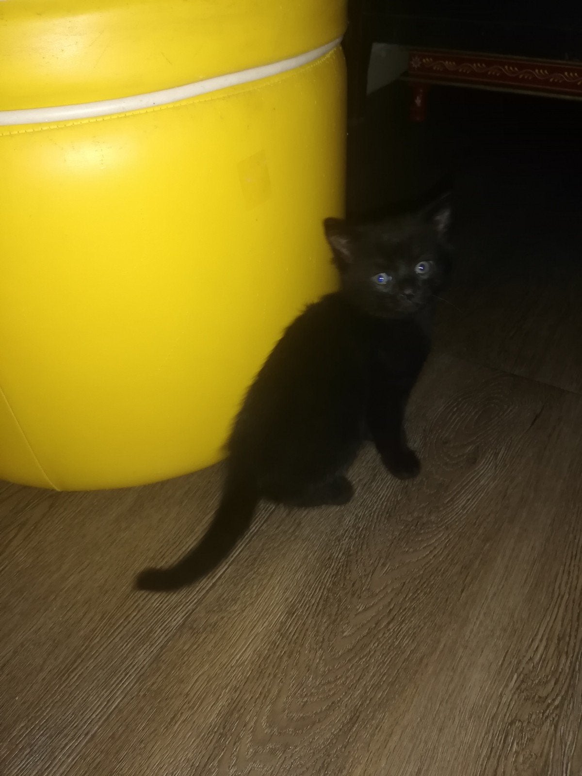 4 lieve, aanhankelijke kittens te koop, Meerdere dieren, Kortharig, 0 tot 2 jaar